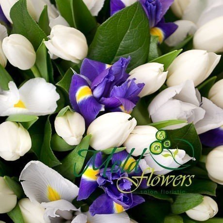 Букет из белых тюльпанов, ирисов, фиолетовых ирисов в белой обертке фото
