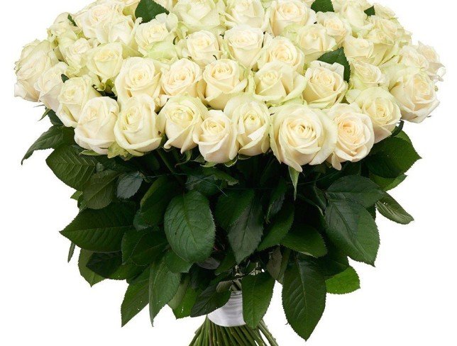101 White Roses 60-70 cm photo