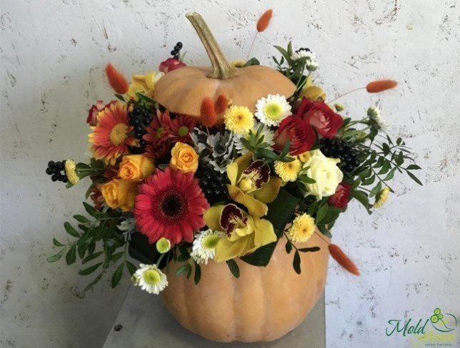 Composition in pumpkin with yellow orchids, chrysanthemums, roses, red roses, gerbera, white chrysanthemum photo