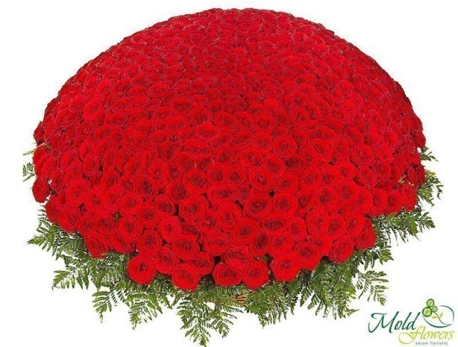 1001 Красная роза 30-40 см Фото