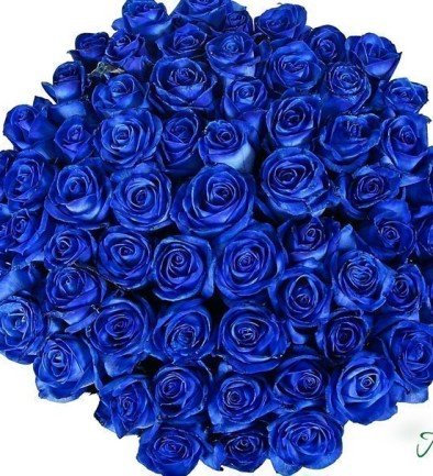 Синяя роза (под заказ, 10 дней) Фото 394x433