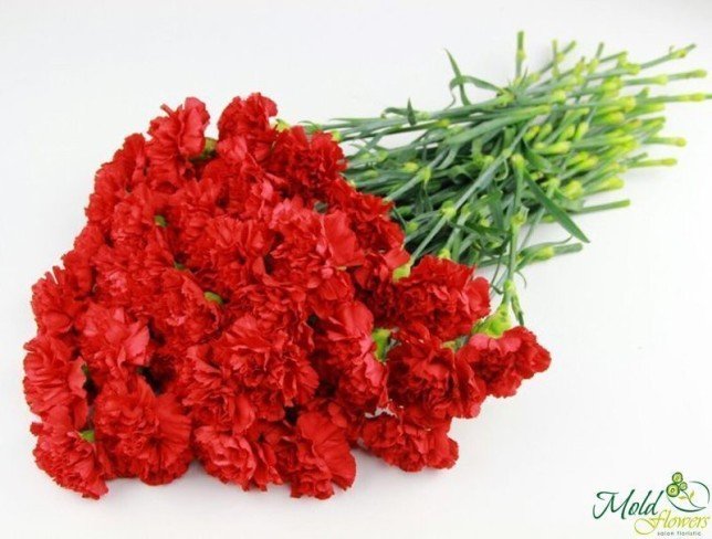 Red Carnation photo