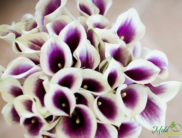 Calla alb-violeta (la comanda, 10 zile) foto