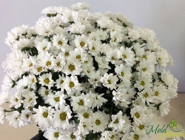 Crizantema de tufis, alba - НЕ ВКЛЮЧАТЬ foto