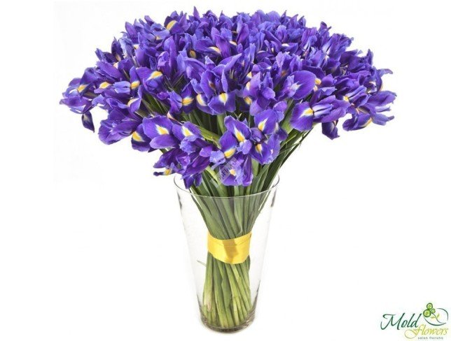 Iris violet foto