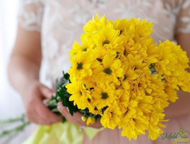 Хризантема кустовая, желтая Голландская Фото