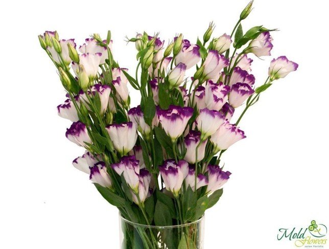 Eustoma alb-violeta foto