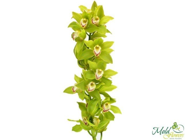 Орхидея Зеленая цимбидиум (под заказ, 10 дней) Фото