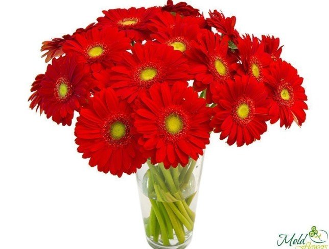 Red Gerbera Daisy (on order, 10 days) photo
