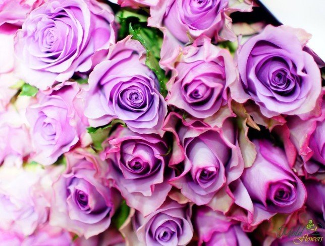 Purple rose 30-40 cm photo
