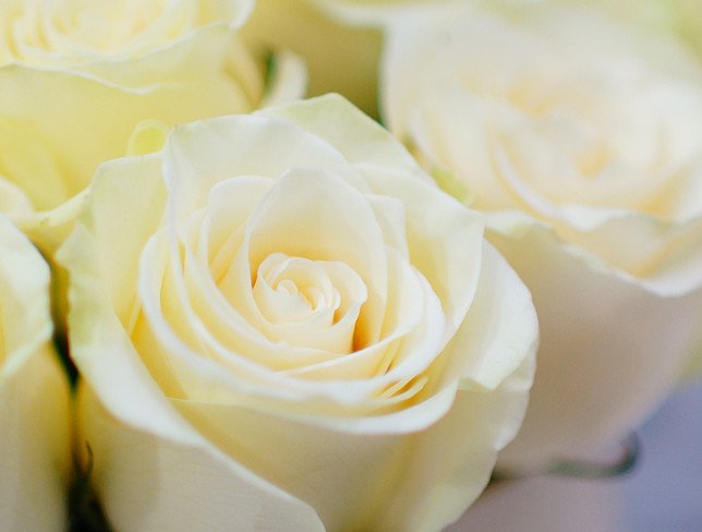 Бежевая коробка с белыми розами Фото
