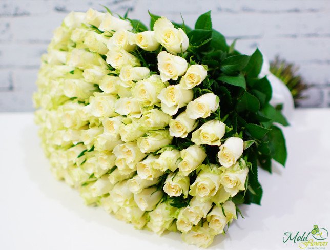 White Rose 'KENYA' 50 cm photo