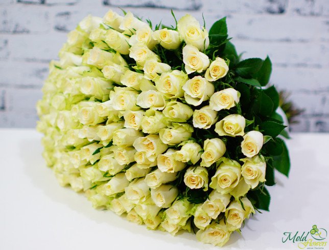 White Rose 'KENYA' 50 cm photo