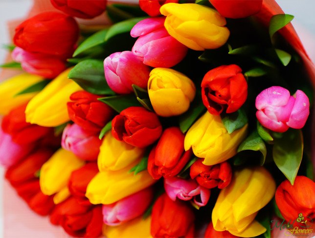 Bouquet of red, yellow, pink tulips in pink wrapping photo