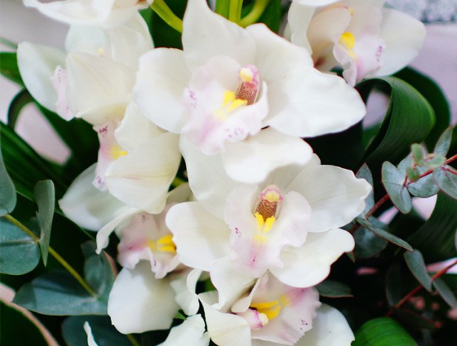 Букет из белой орхидеей цимбидиум, эвкалипта, рускуса, аспидистры фото