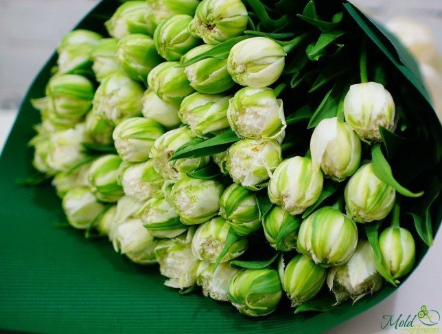 Голландские тюльпаны пионовидные бело-зелёные Фото