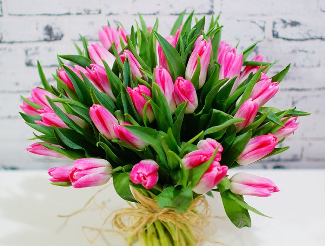 Bright Pink Dutch Tulip photo