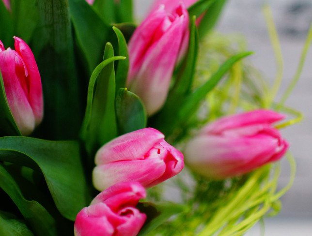 Bouquet of 15 Pink Tulips photo