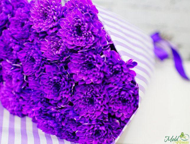 Crizantema violeta (la comanda, 5 zile) foto