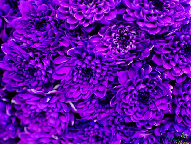 Crizantema violeta (la comanda, 5 zile) foto