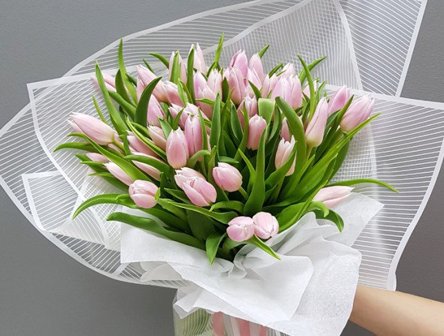 Light Pink Dutch Tulip photo