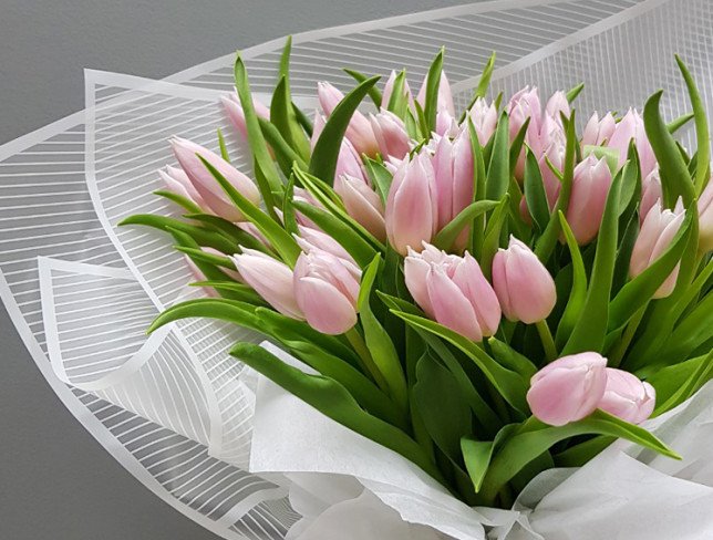 Light Pink Dutch Tulip photo