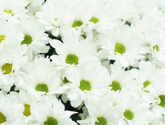 Crizantema de mușețel alb olandeze foto