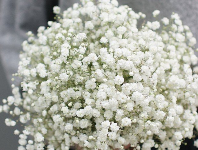 Bridal bouquet of gypsophila + boutonniere photo