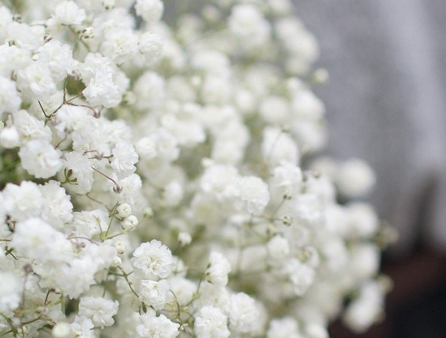 Bridal bouquet of gypsophila + boutonniere photo