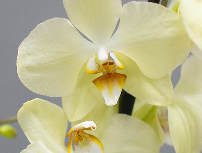 Фиалка ЕК-Лимонные Орхидеи