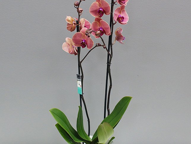 Розовато-зелёная орхидея из 2 веток Фото
