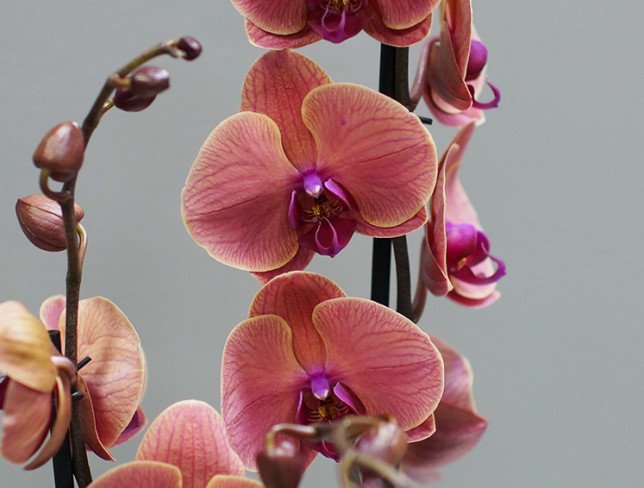 Orhidee roz-verde cu 2 ramuri foto
