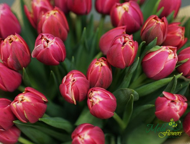 Букет из голландских пионовидных тюльпанов Фото