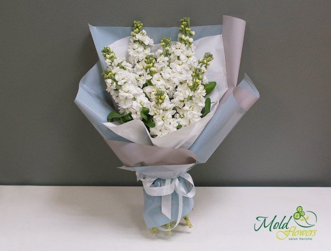 Bouquet of white stock flowers photo