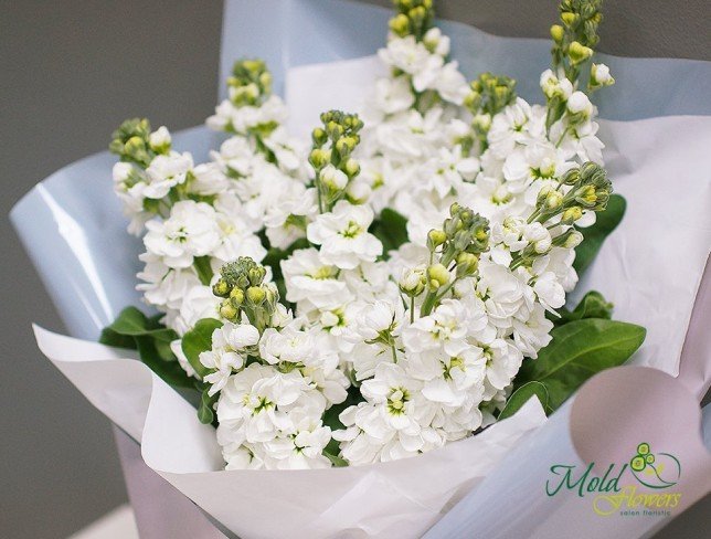 Bouquet of white stock flowers photo