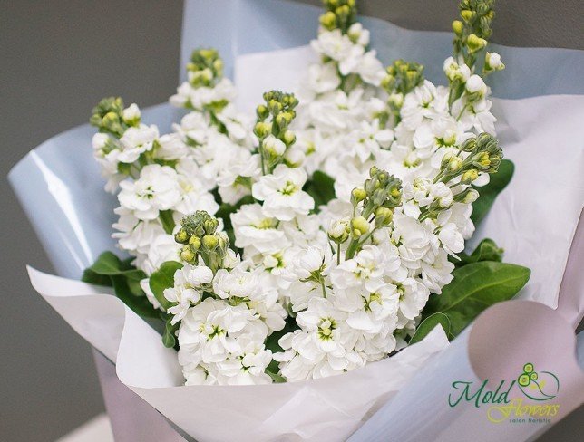 Bouquet of white stock flowers, wrapped in gray and light blue paper, tied with white ribbon