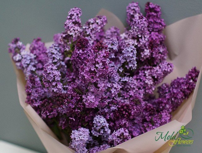 Bouquet of lilacs photo