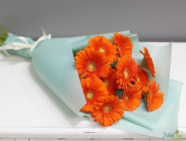 Bouquet of orange gerberas, wrapped in light blue paper, tied with white ribbon