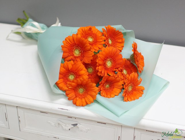 Bouquet of orange gerberas, wrapped in light blue paper, tied with white ribbon