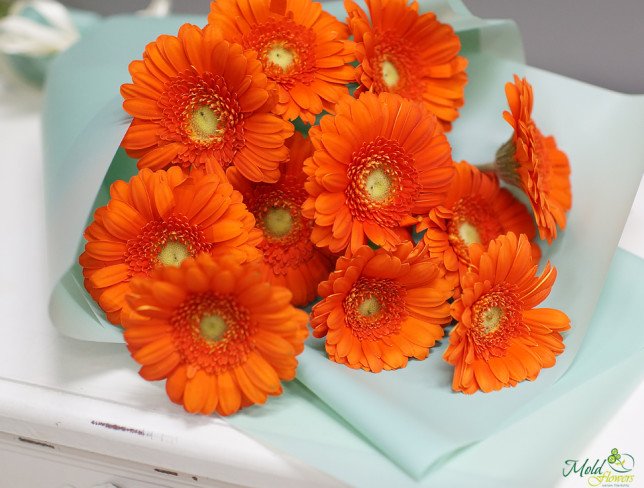 Bouquet of orange gerberas, wrapped in light blue paper, tied with white ribbon