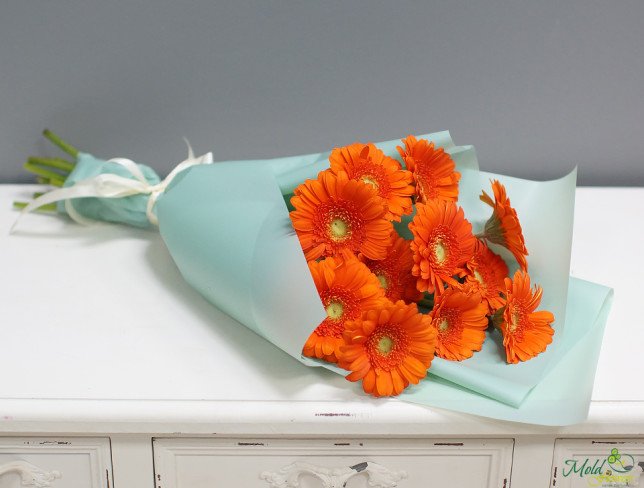 Bouquet of orange gerberas, wrapped in light blue paper, tied with white ribbon