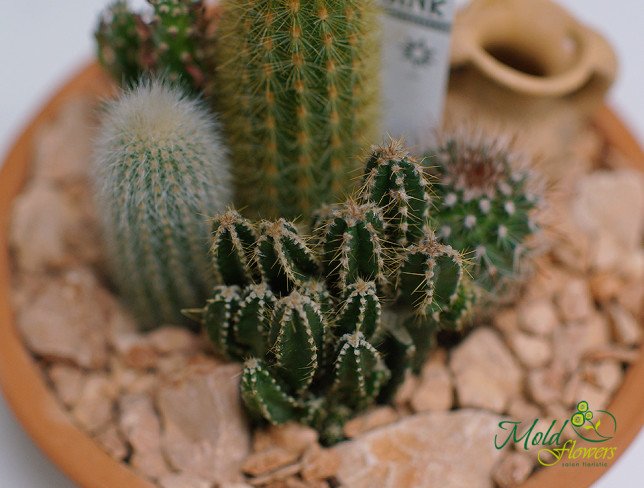 Cacti No. 1 photo