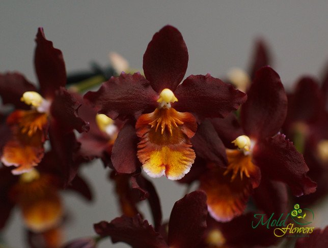 Burgundy Cambria Orchid photo