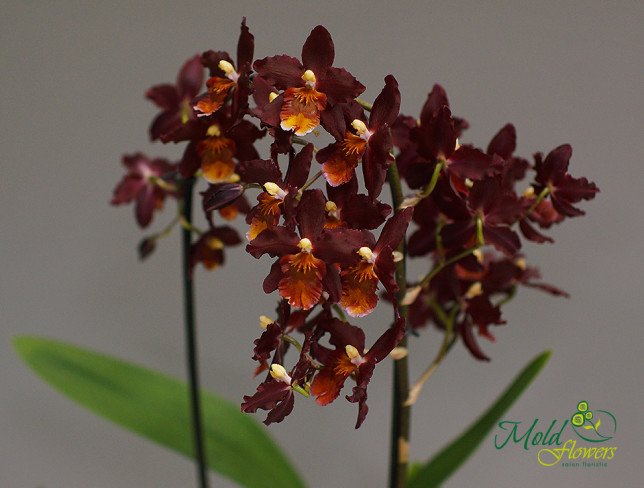 Бордовая орхидея Камбрия Фото