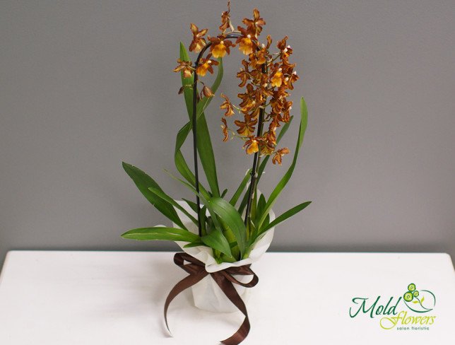 Orhidee cambria foto