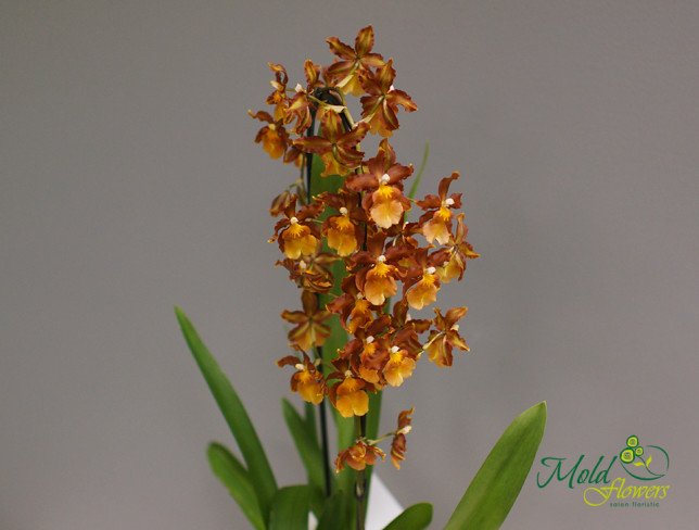 Orhidee cambria foto