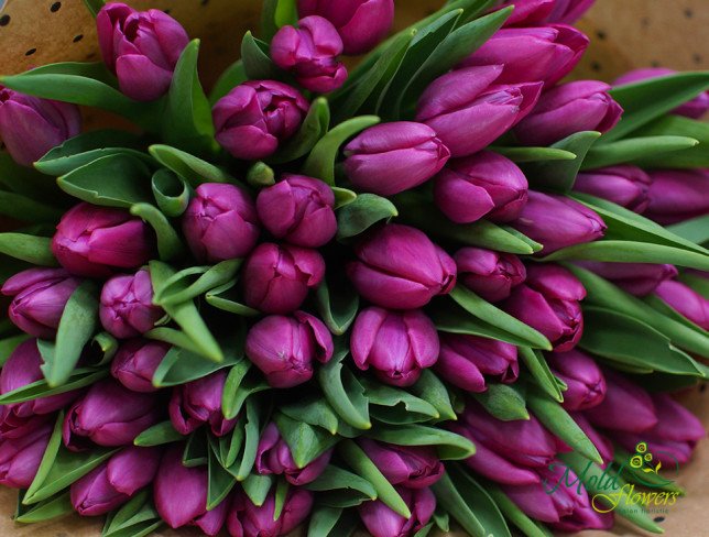 Голландский тюльпан фиолетовый (ПОД ЗАКАЗ, 10 дней) Фото