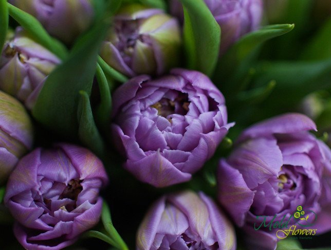 Peony Tulip, violet color photo