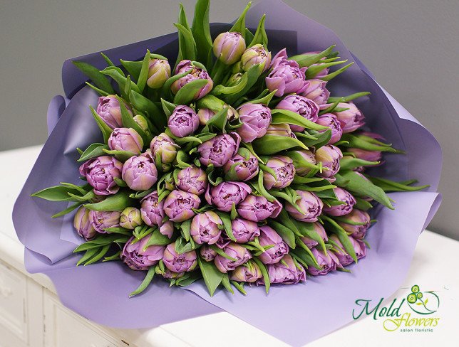 Peony Tulip, violet color photo