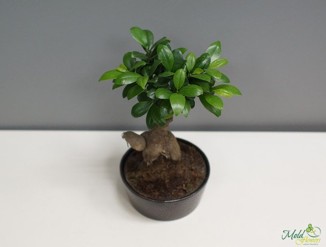 Ficus bonsai foto